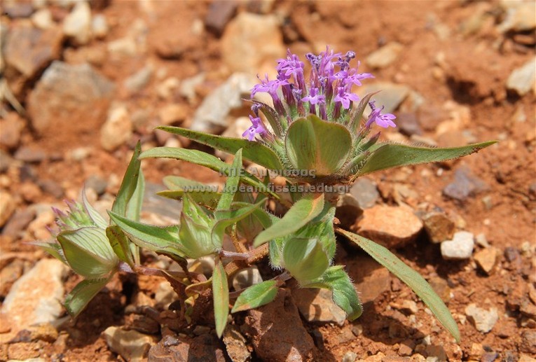 Moluccela spinosa