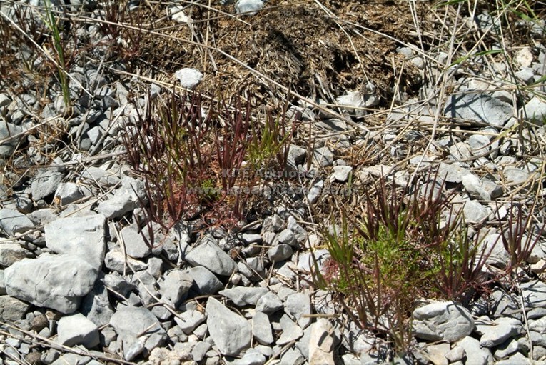 Scandix macrorhyncha