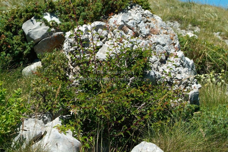 Prunus cocomilia