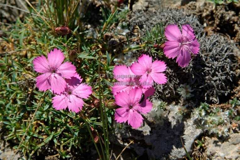 Dianthus haematocalyx