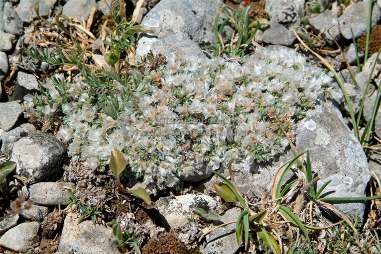 Paronychia albanica