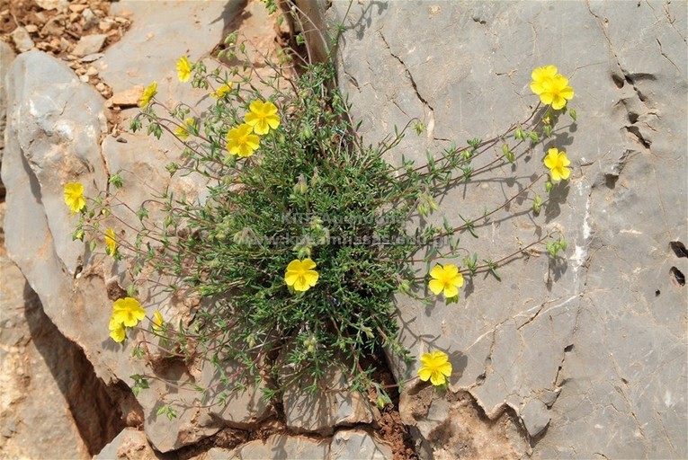 Helianthumum sp