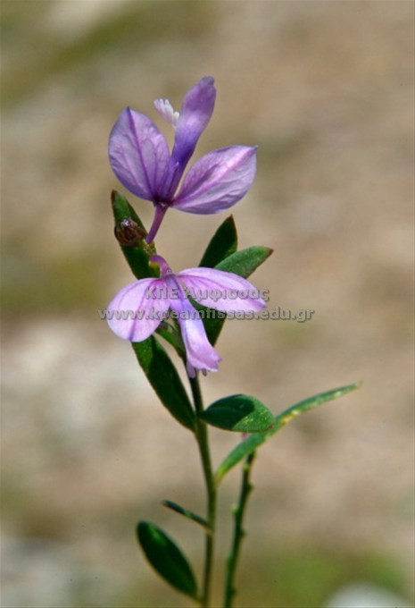 Polygala nicaeensis
