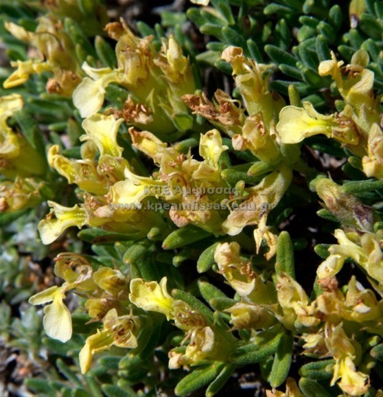 Teucrium montanum