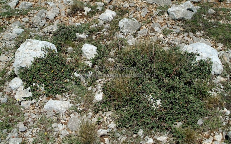 Cotoneaster nebrodensis