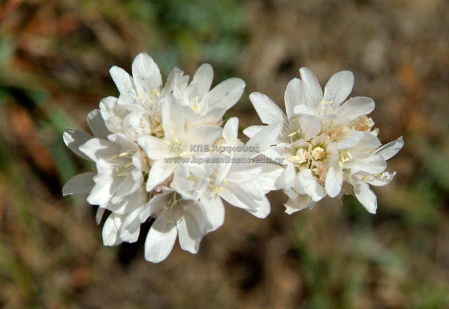 Armeria canescens