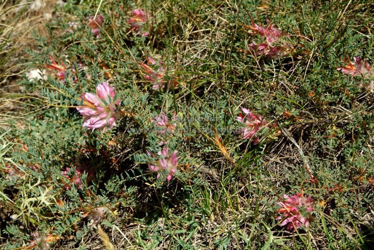 Astragalus thracicus