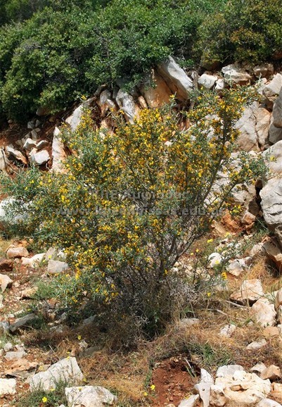 Calycotome vilosa