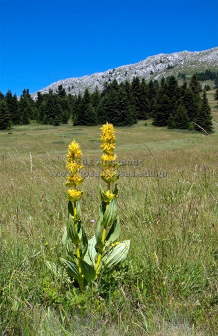 Gentiana lutea