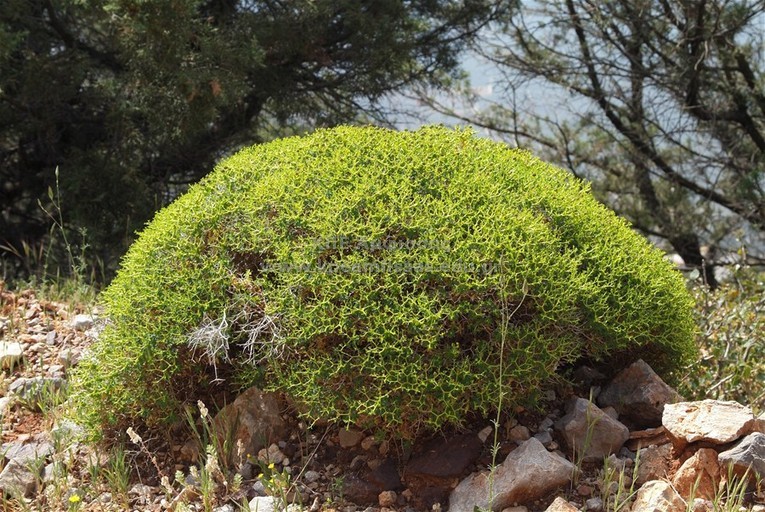 Euphorbia acanthothamnos