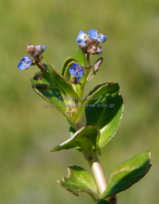 Veronica sp