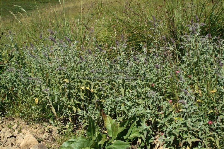 Mentha sp