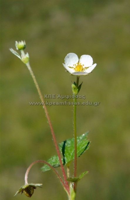Rununculus lateriflorus