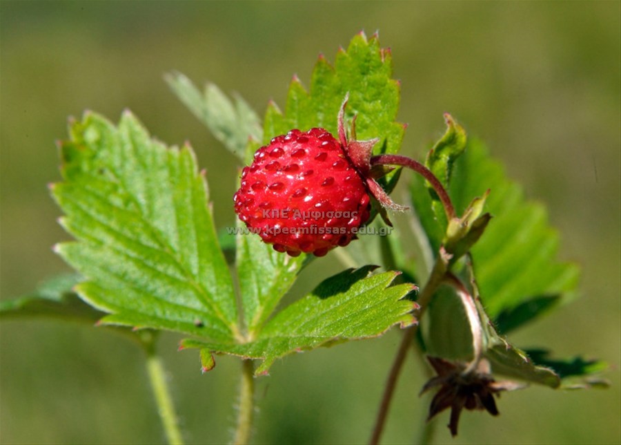 Fragaria vesca