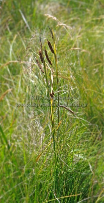 Carex flacca