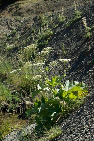 Heracleum sphondylium