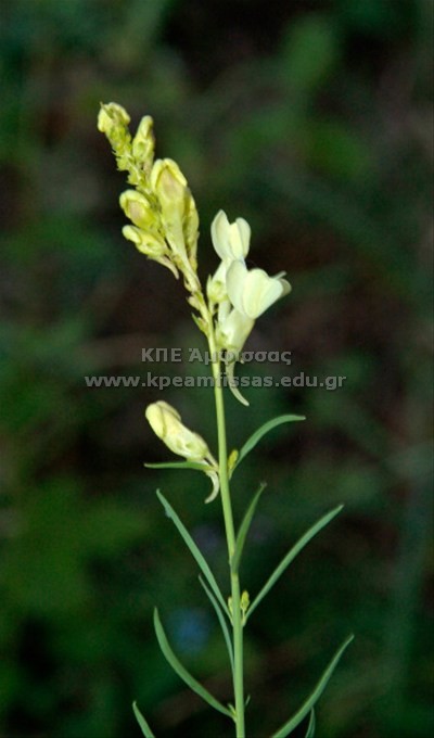 Linaria peloponnesiaca