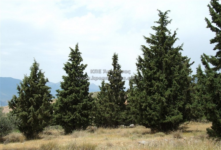 Cypressus sempervirens