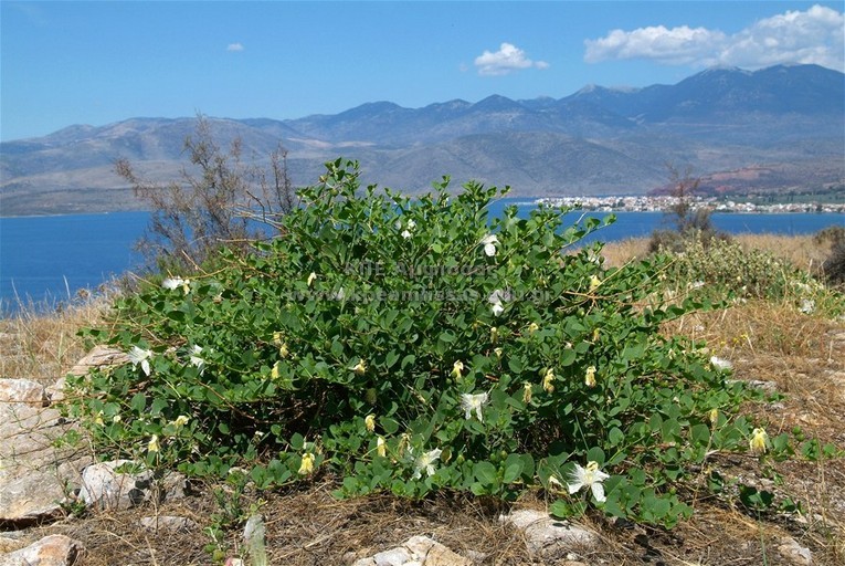 Capparis spinosa