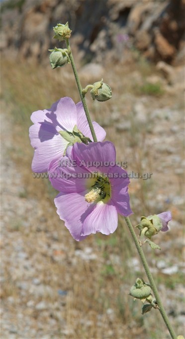 Alcea pallida