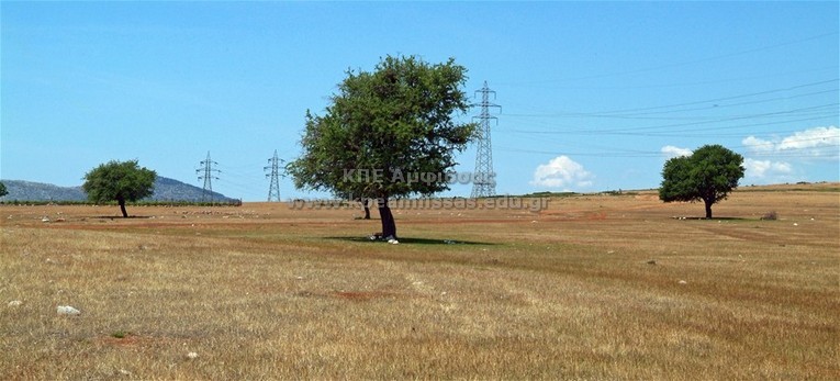 Pyrus amygdaliformis