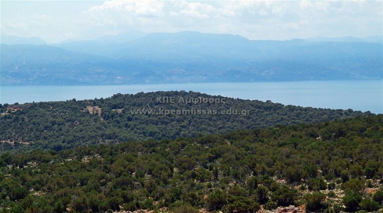 Pinus halepensis