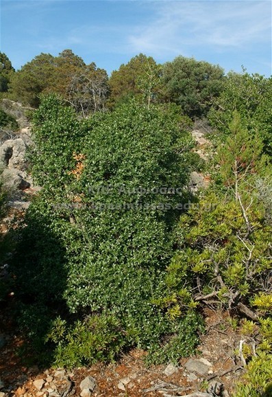Phillyrea latifolia