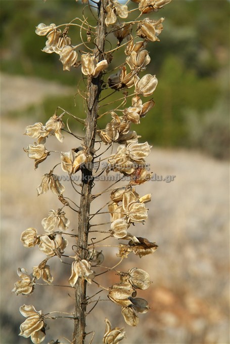 Urginea maritima