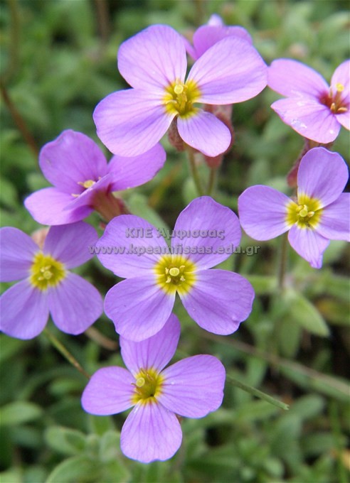 Malcolmia alexuosa