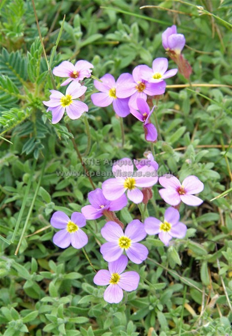 Aubrieta deltoidea