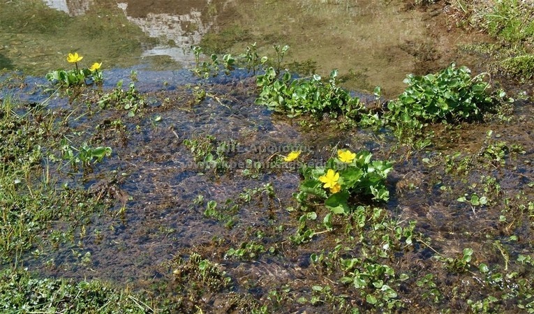 Caltha palustris