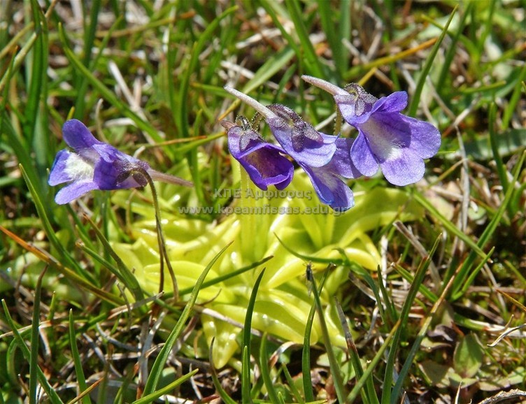 Pinguicula balcanica
