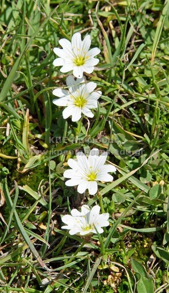 Ornithogalum sp