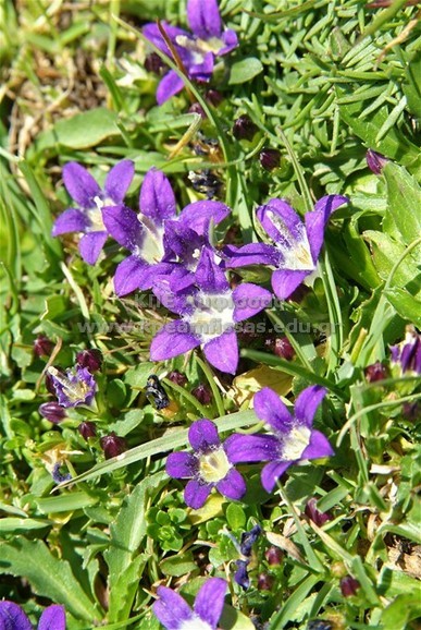 Campanula rupestris