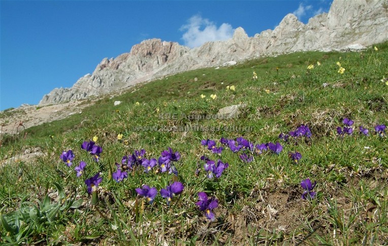 Viola graeca