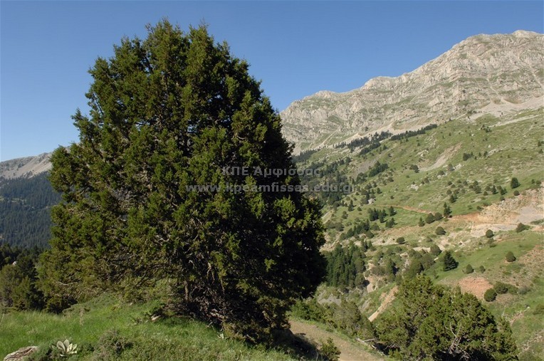 Juniperus foetidissima