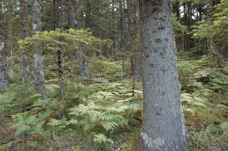 Pteridium aquilinum