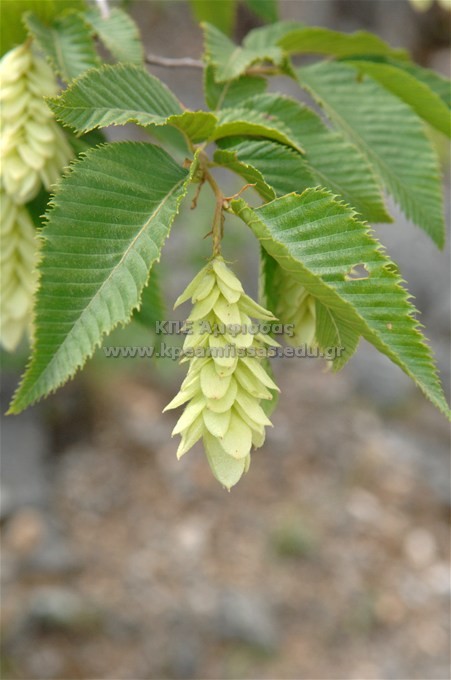 Ostrya carpinifolia