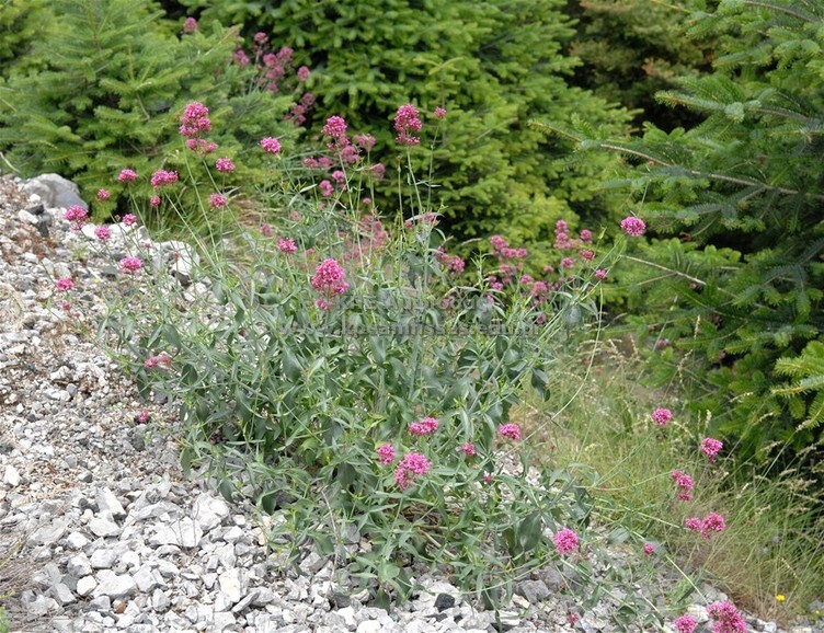 Centranthus ruber