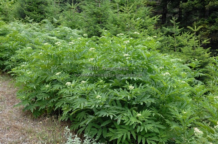 Sambucus nigra