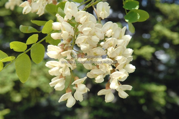 Robinia pseudacacia