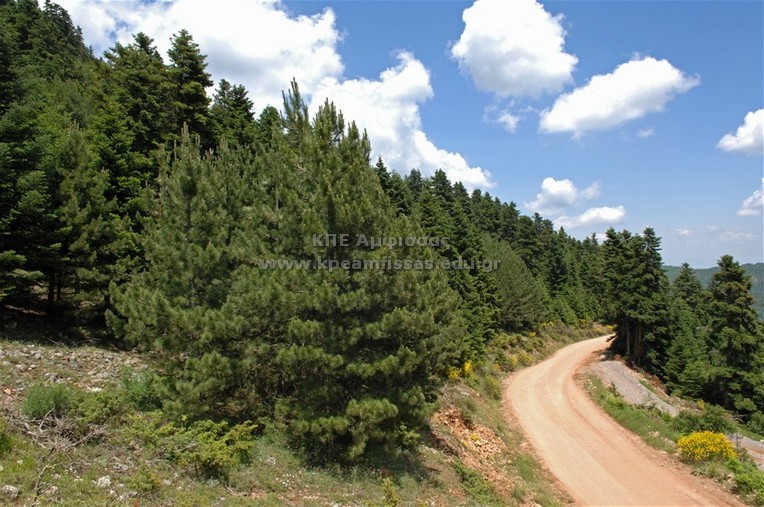 Pinus nigra
