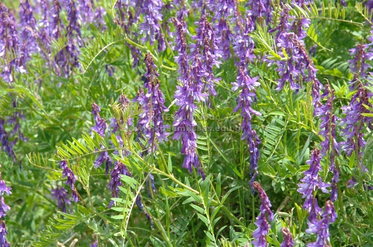 Vicia sp