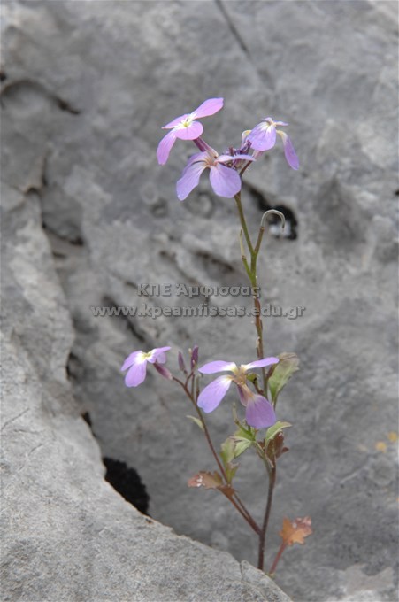 Malcolmia sp