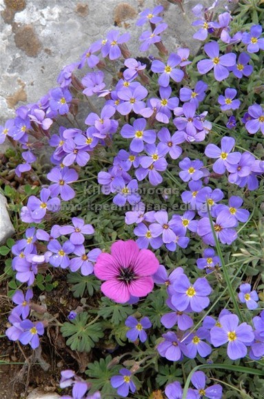 Aubrieta sp