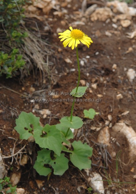 Doronicum columnae