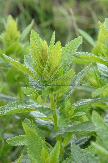 Nepeta sp