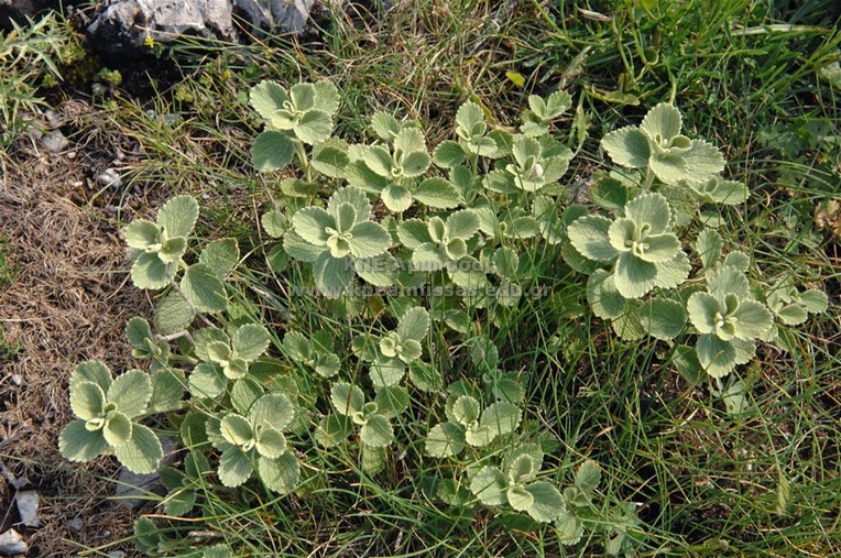 Marrubium velutinum