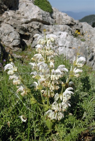 Salvia argentea