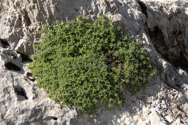 Satureja parnassica